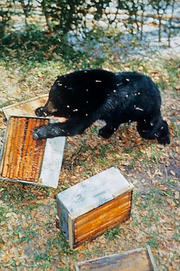 American Black Bear