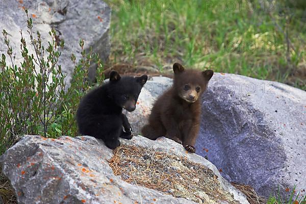 American Black Bear