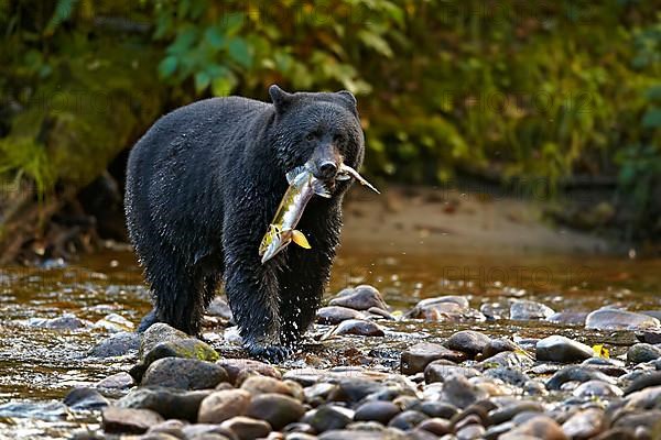 American Black Bear