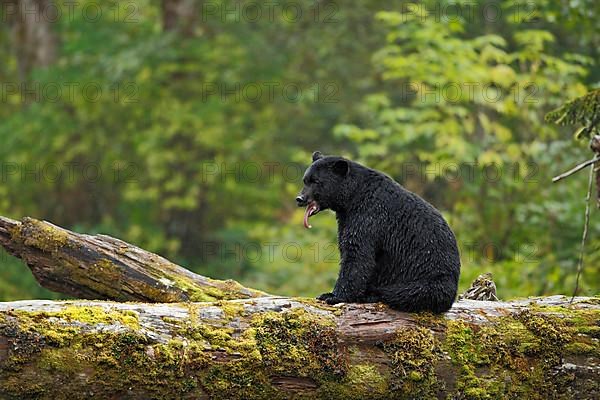 American Black Bear