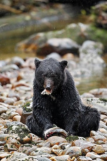 American Black Bear