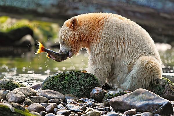 American Black Bear 'Spirit