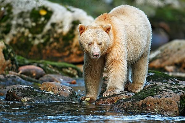 American Black Bear 'Spirit