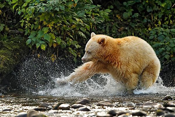 American Black Bear 'Spirit