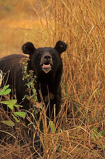 Asiatic black bear