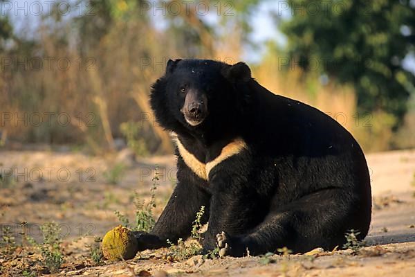 Asiatic black bear