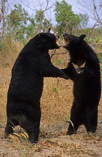 Asiatic black bear