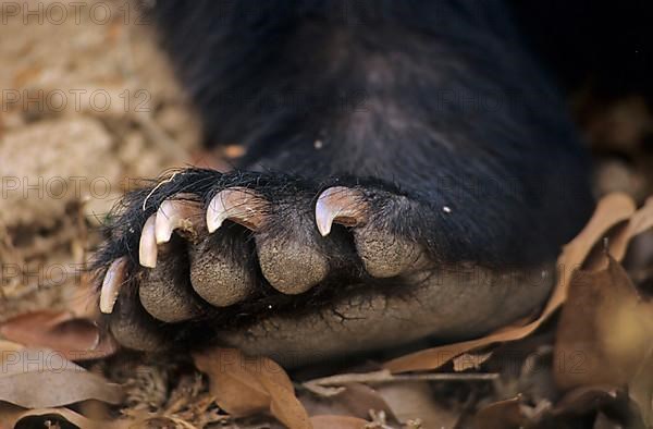 Asiatic black bear