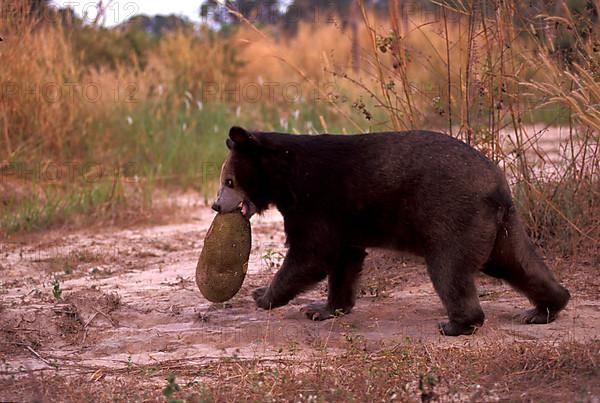 Asiatic black bear