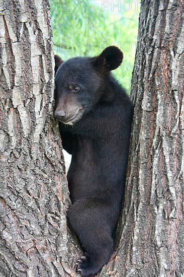 Asiatic black bear