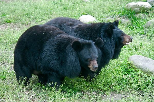 Asiatic Black Bear