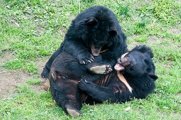 Asiatic Black Bear