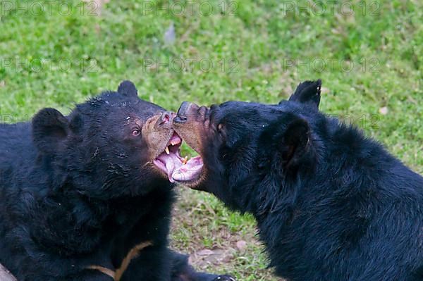 Asiatic Black Bear