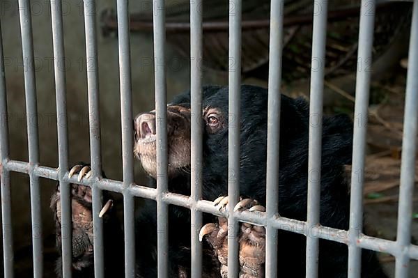 Asiatic Black Bear