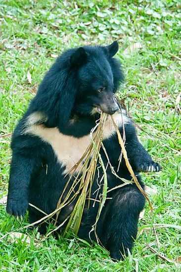 Asiatic Black Bear