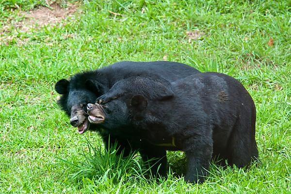 Asiatic Black Bear