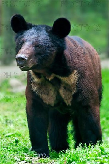 Asiatic Black Bear