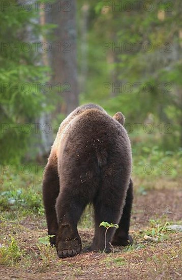 European brown bears