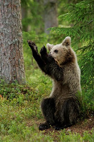 European Brown Bear