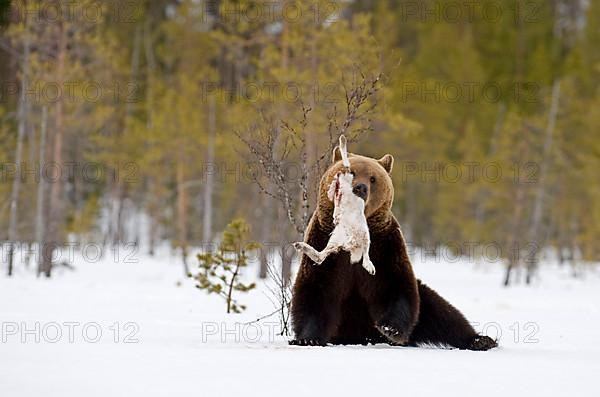 European brown bears