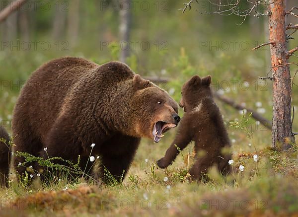 European Brown Bear