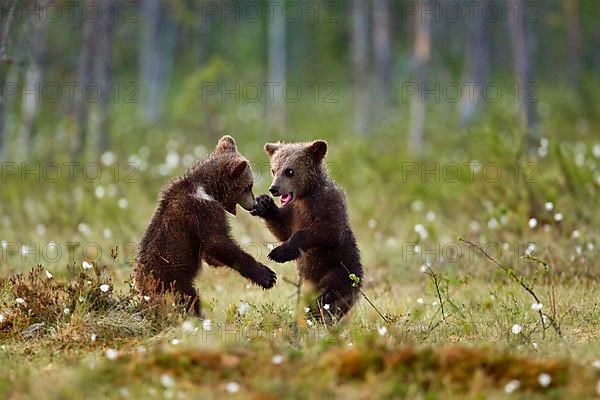 European Brown Bear