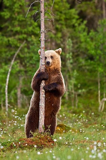 European Brown Bear