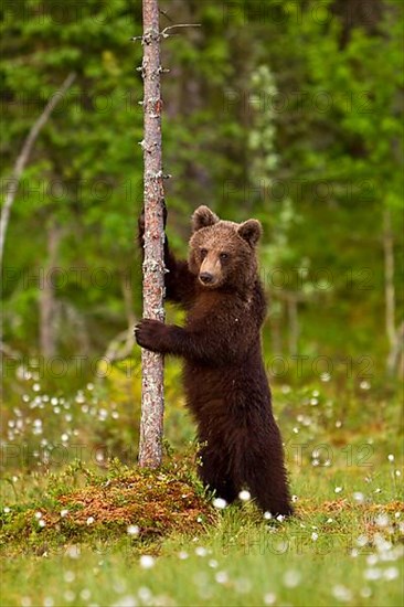 European brown bears