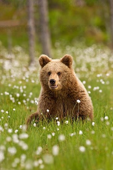 European Brown Bear