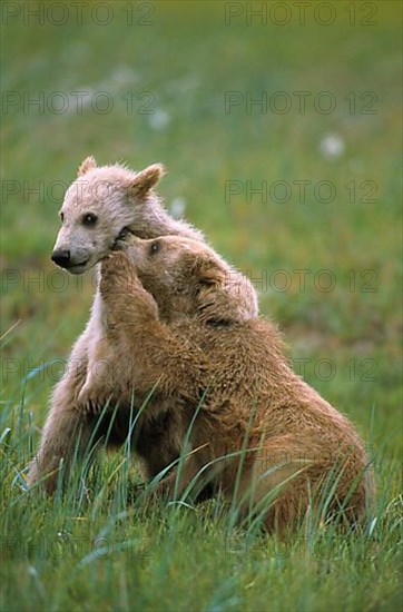 Brown Bear