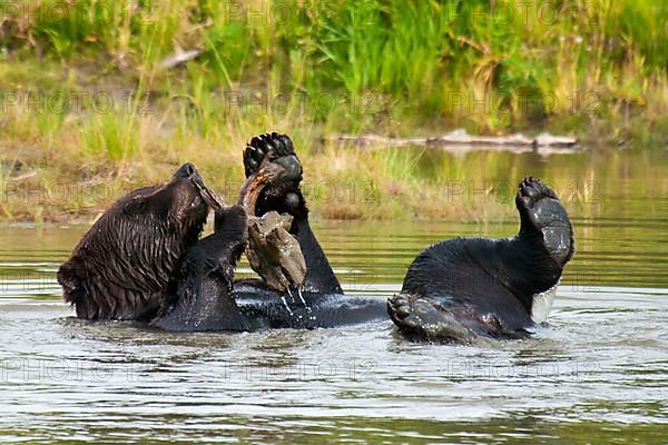 Grizzly Bear