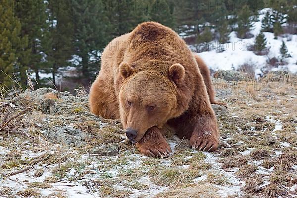 Grizzly Bear