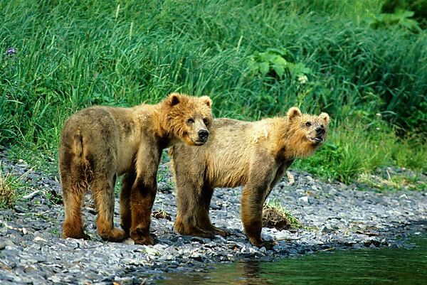 Kodiak bear