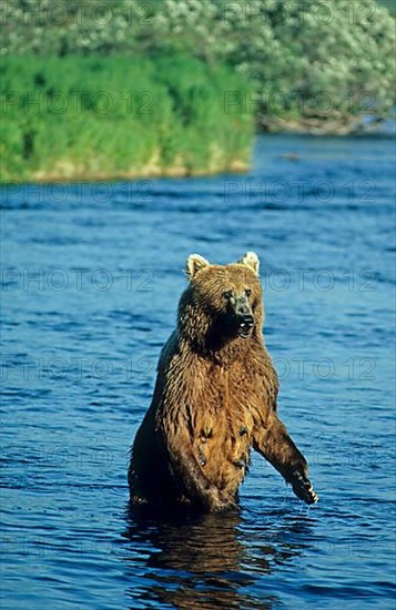 Kodiak Bear