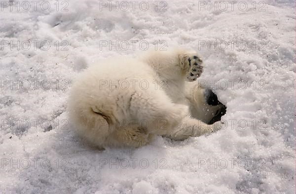 polar bear