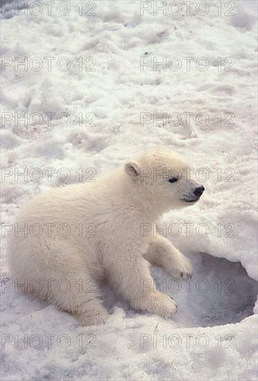 polar bear