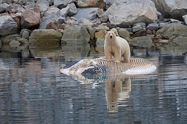 polar bear