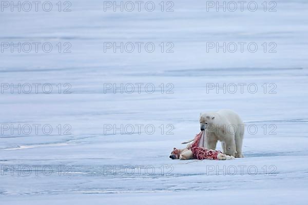 Polar Bear