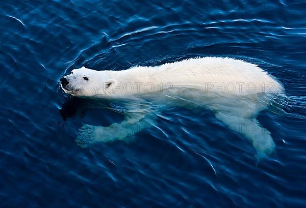 Polar Bear