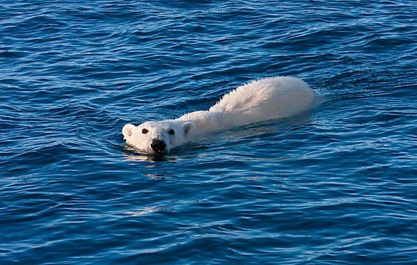 Polar Bear