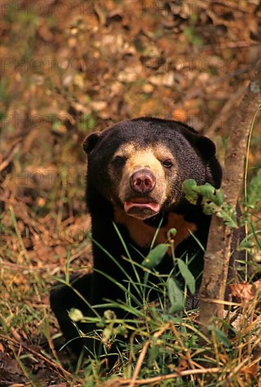 Sun bear