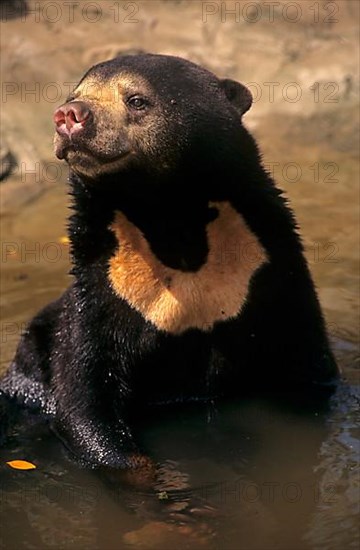 Sun bear