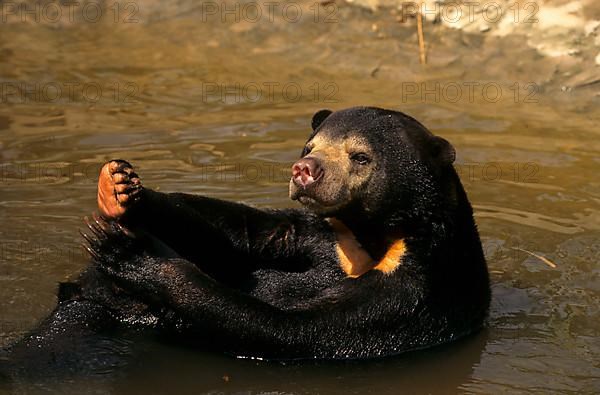 Sun bear