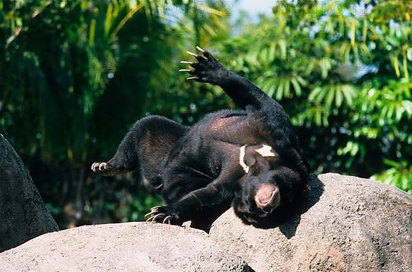 Malayan sun bear