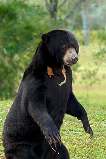 Malayan sun bear