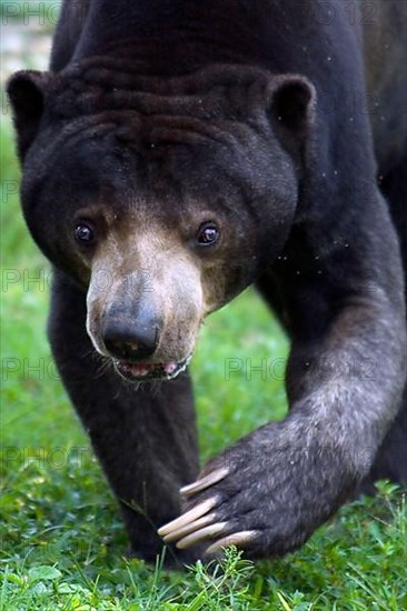 Malayan sun bear