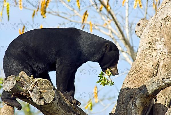 Malayan sun bear