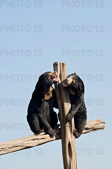 Malayan sun bear