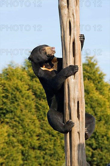 Malayan sun bear