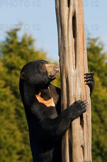 Malayan sun bear